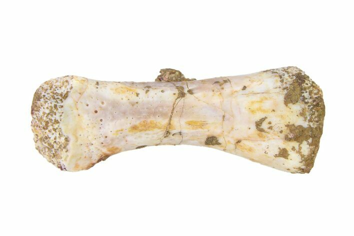 Triassic Fossil Avemetatarsalian (Dromomeron) Phalanx - Texas #322750